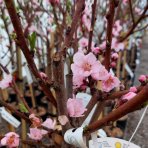 Nektárinka (Prunus nucipersica) ´BIG TOP´ - stredne skorá, výška 150-180 cm, obvod kmeňa 4/6 cm, kont. C10L